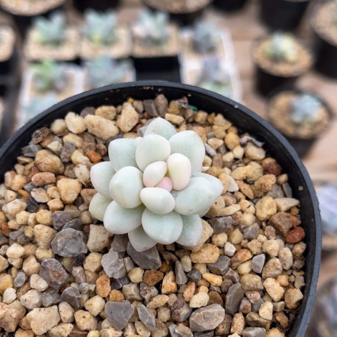 奶酪锦一物一拍不支持退换