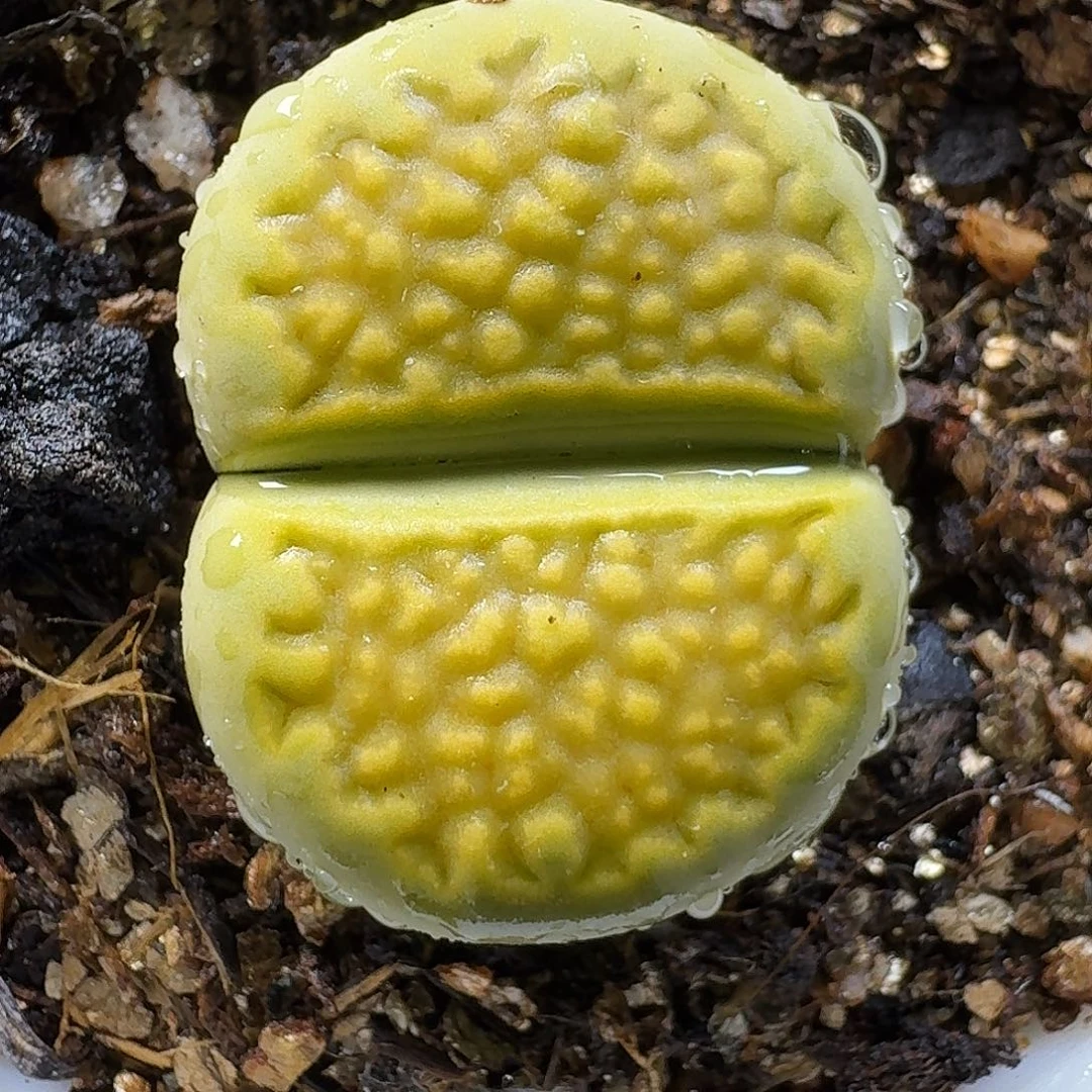 生石花11111。    283