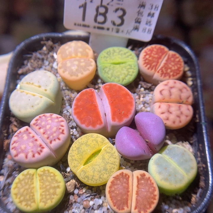 生石花多肉212.183