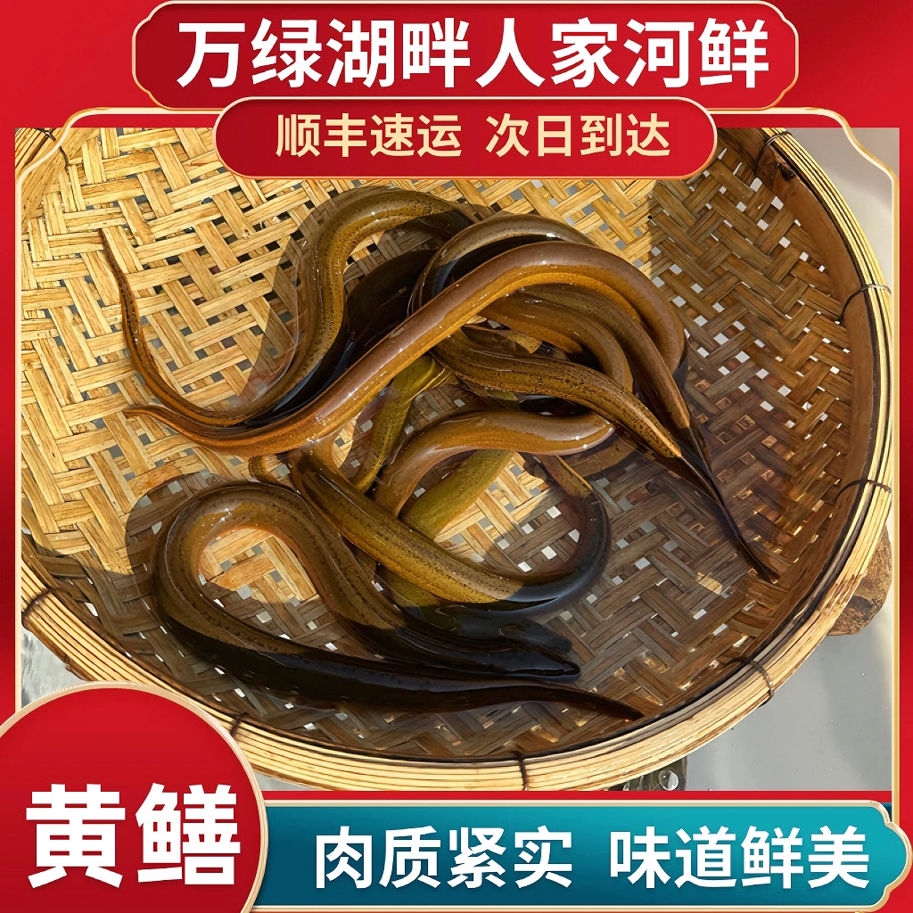 黄鳝鳝鱼土泥鳅正宗盘鳝丝鲜活大长鱼现杀活体多种鲜嫩美味养殖