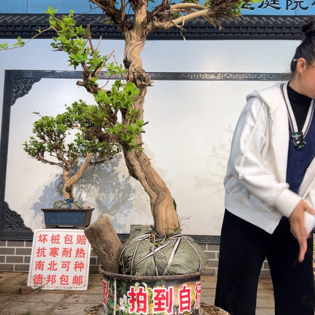无花朵金银花开花18988898889