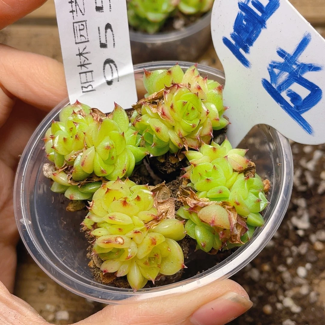 量拍多肉植物多肉植物955
