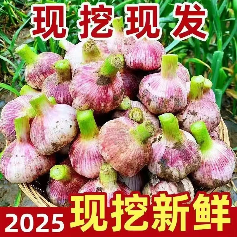 2025河南新鲜现挖现发湿大蒜【可腌制糖蒜】【腊八蒜】