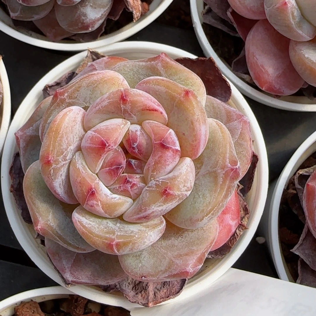 花语逸境0222-440