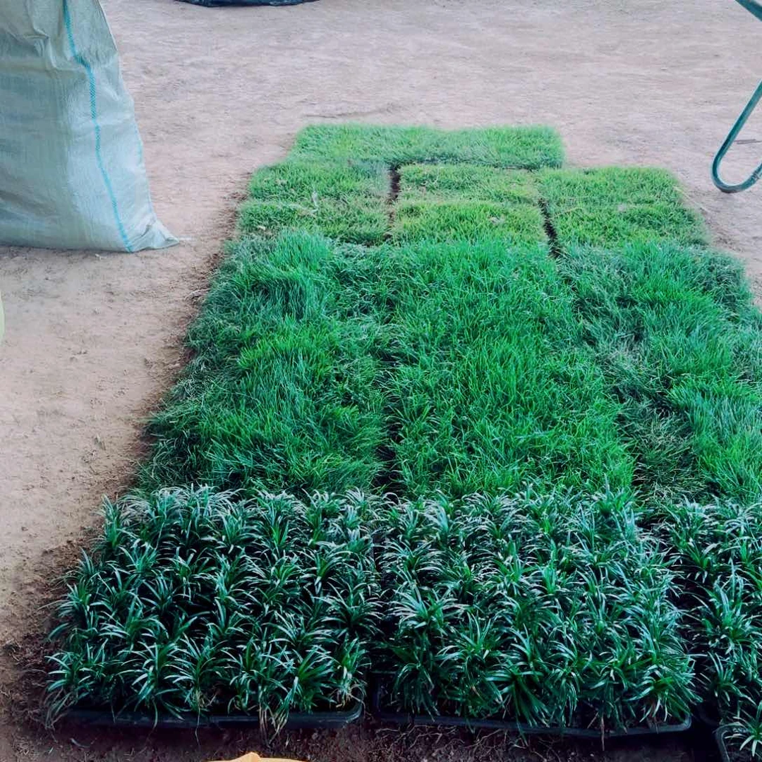 用***2果岭草草坪20平方发68片0.3的