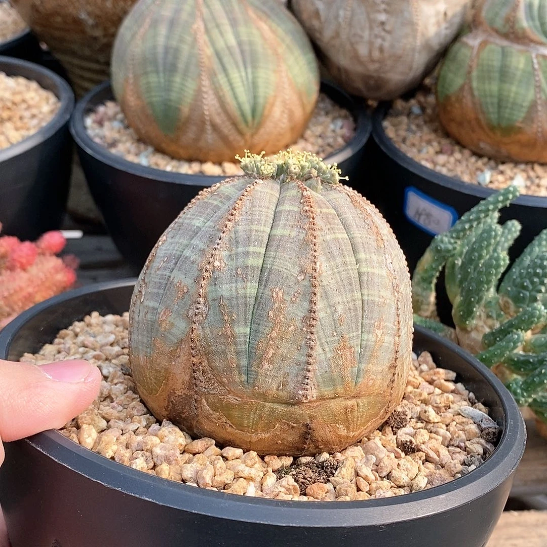 欧系实生布纹球多肉植物