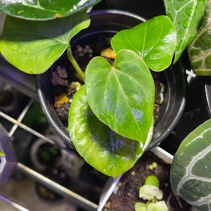 完全开放蝶叶黑桃王牌侧芽