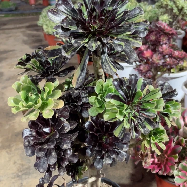 936墨拉丝多肉12345678