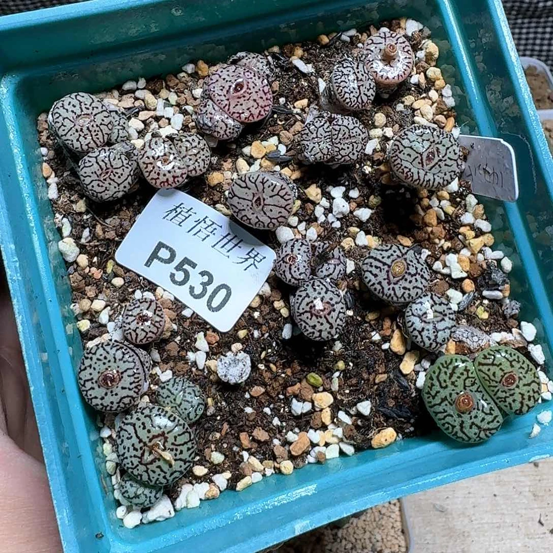 530盒多肉植物哇f g