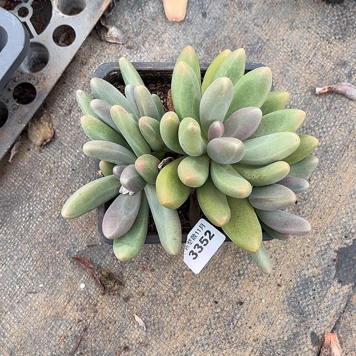 阿雅园艺。         3352糖果美人