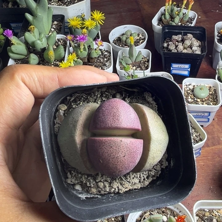116 紫帝玉 多肉植物