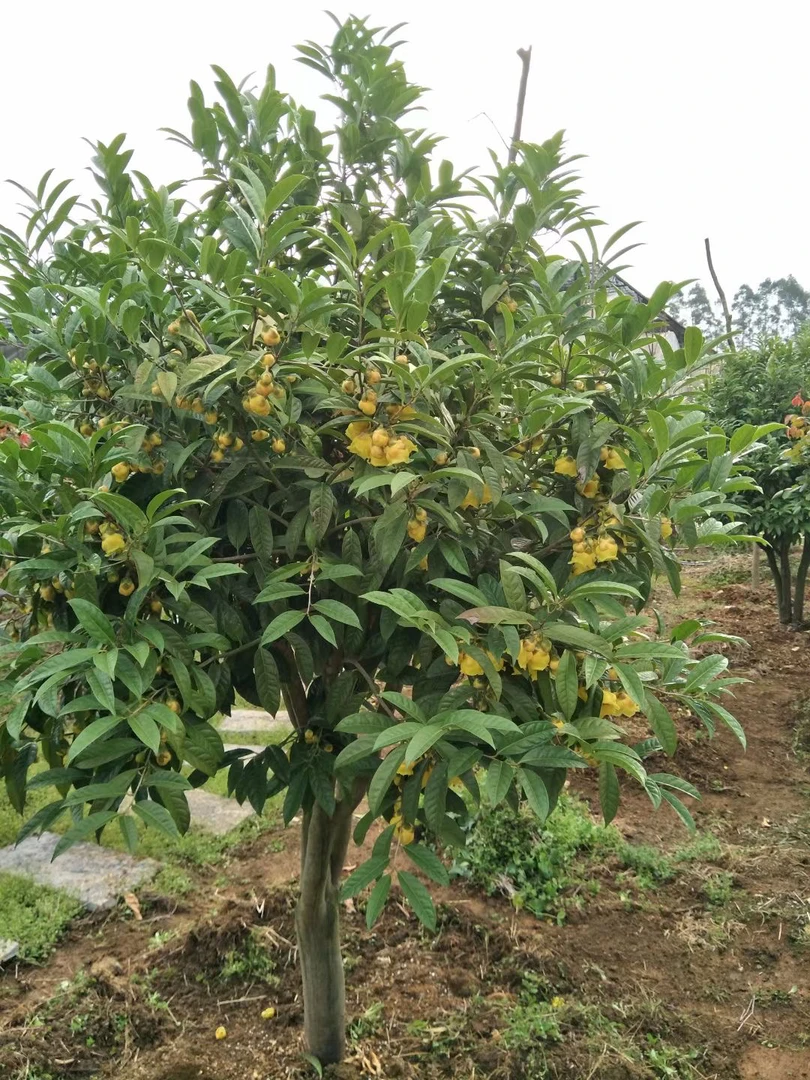 重瓣小叶金茶花庭院地栽阳台花园树苗盆栽