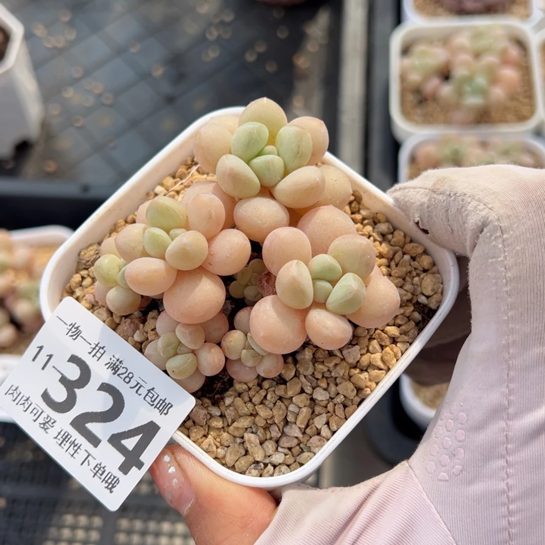 萤火虫奶多肉多肉