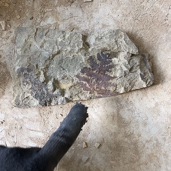 沈***浪有机玻璃工艺品收藏品摆件