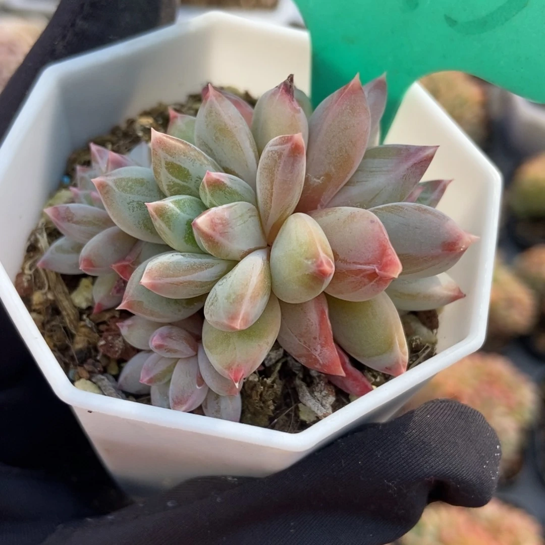 1593梦幻美人多肉植物保护