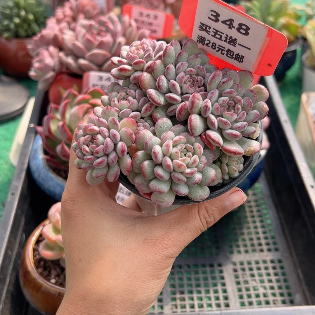 表妹精品多肉植物348.