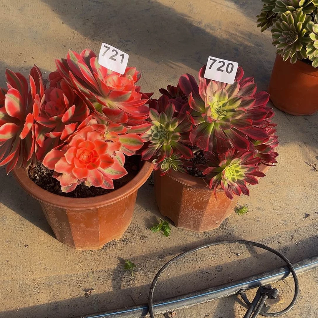 永*多肉植物一物一拍720 721