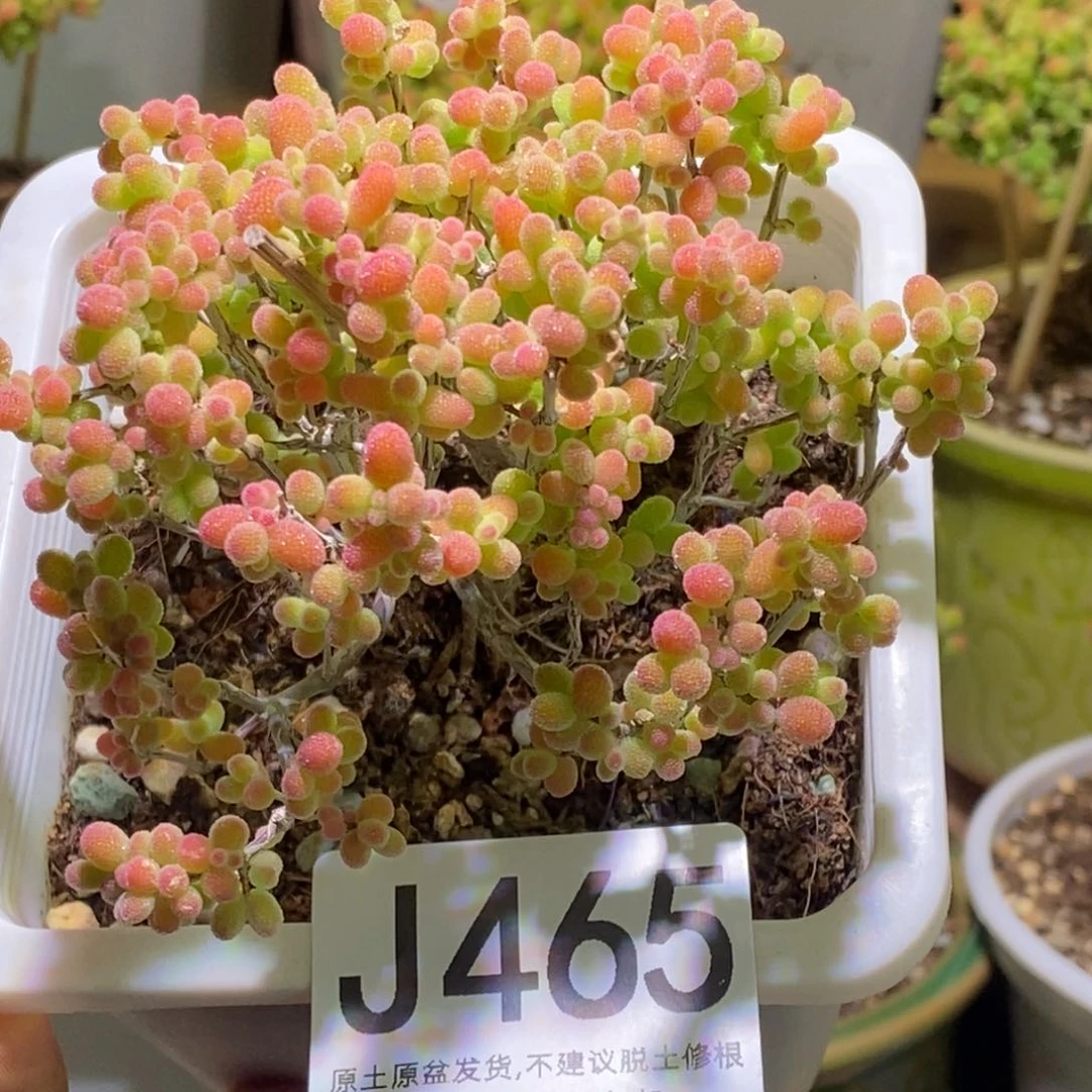 金桔糖球枝干番杏J465