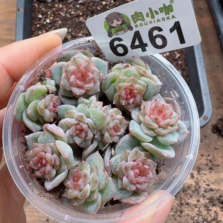 多肉植物多肉植物