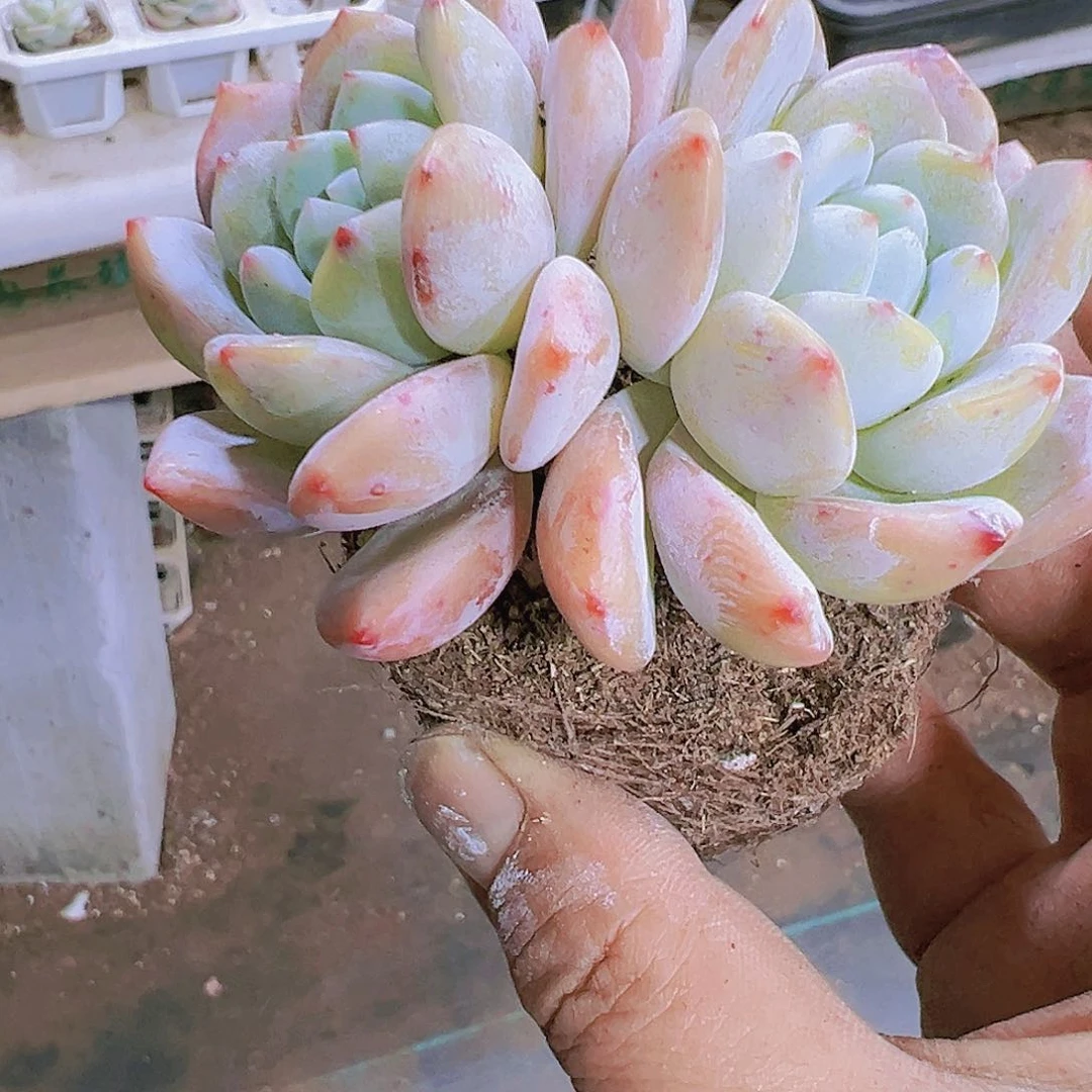 双头大冷香19包邮