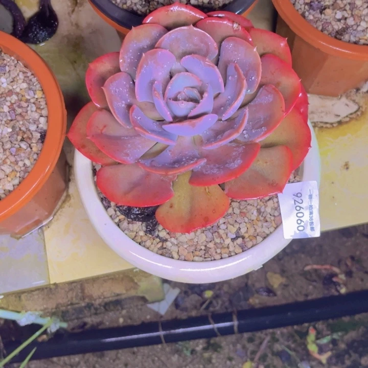 舟***邹尘埃060多肉植物盆栽