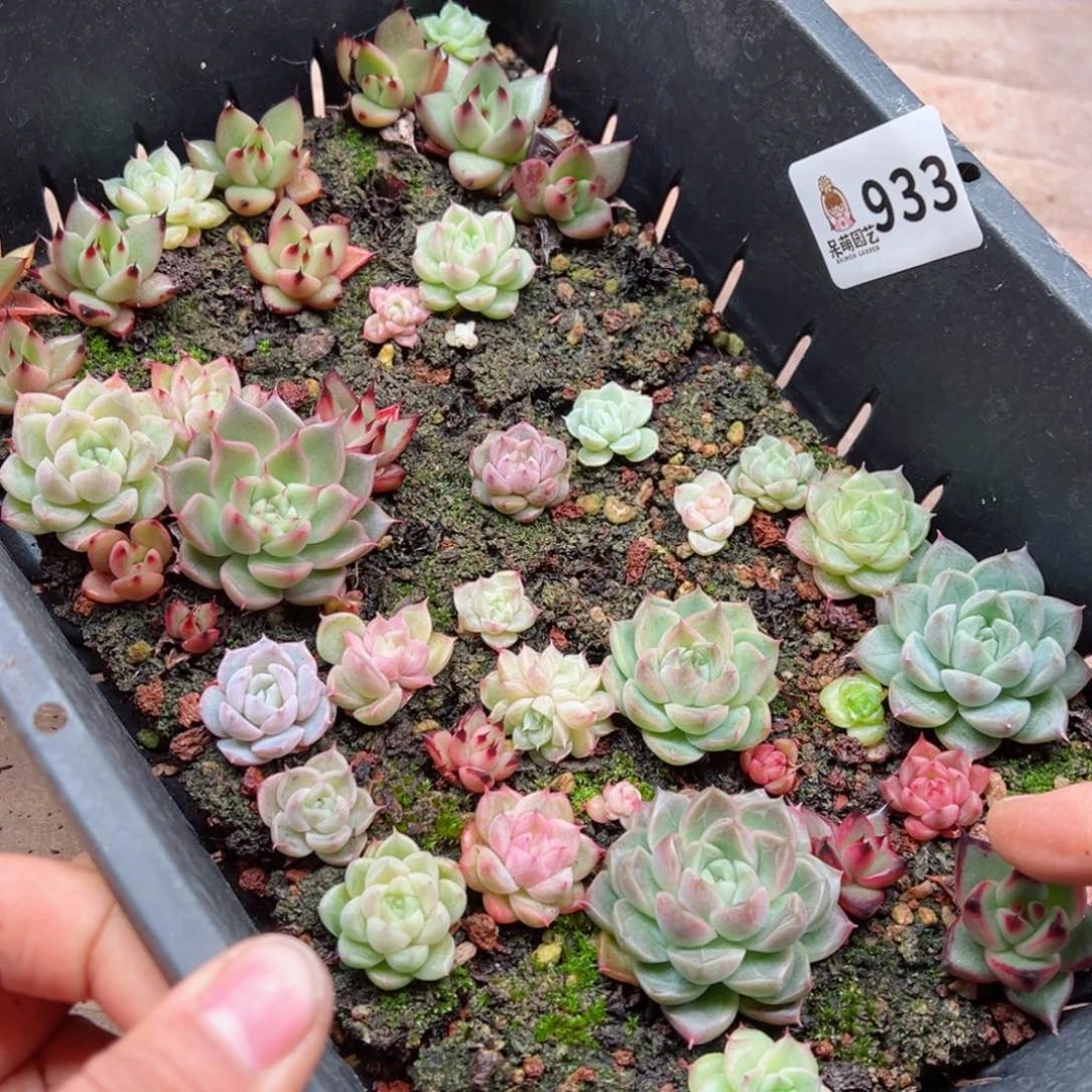 多肉植物多肉植物