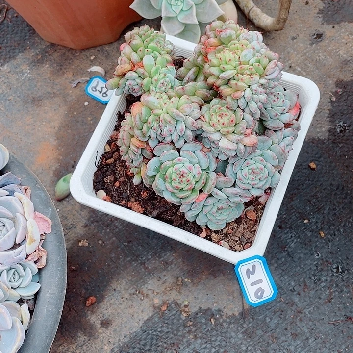 210白胖子 一物一拍多肉