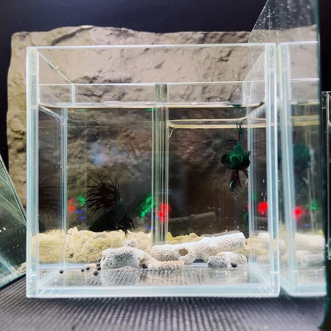 斗鱼精品精品精品精品精品