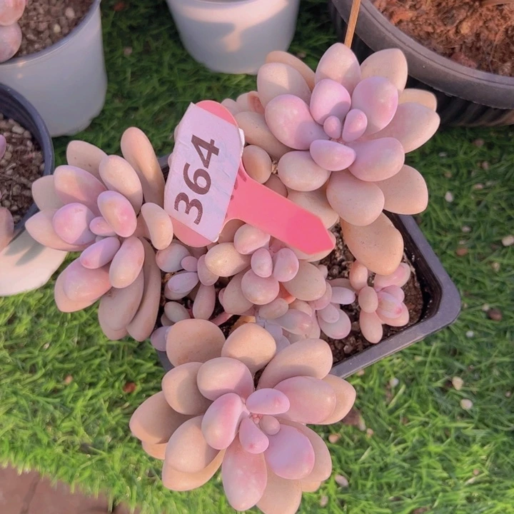 健健康康平平安安