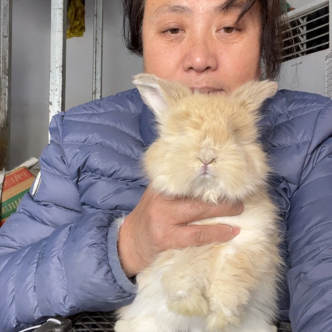 英系安哥拉宠物兔