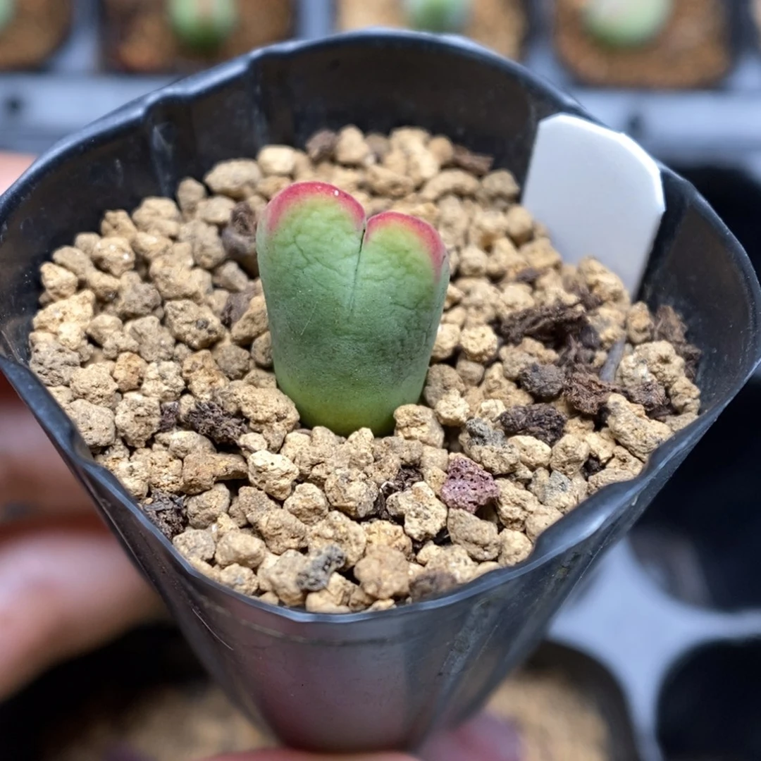 (****佩多肉植物K-5665（1.0）无根大小脸福利