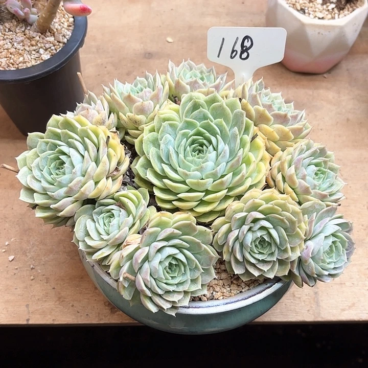 多肉植物，昂斯若168号