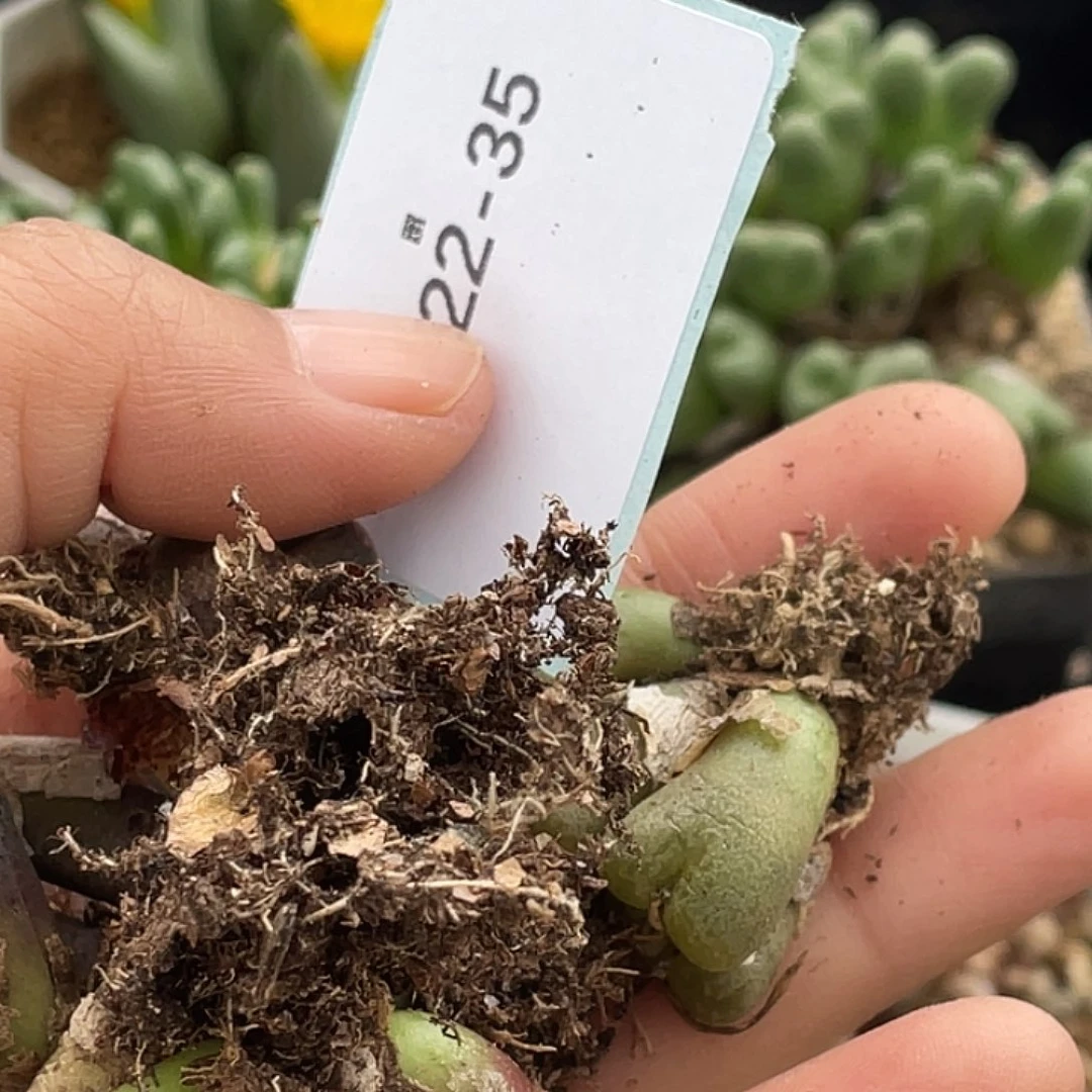 是***～22-35肉锥多肉植物