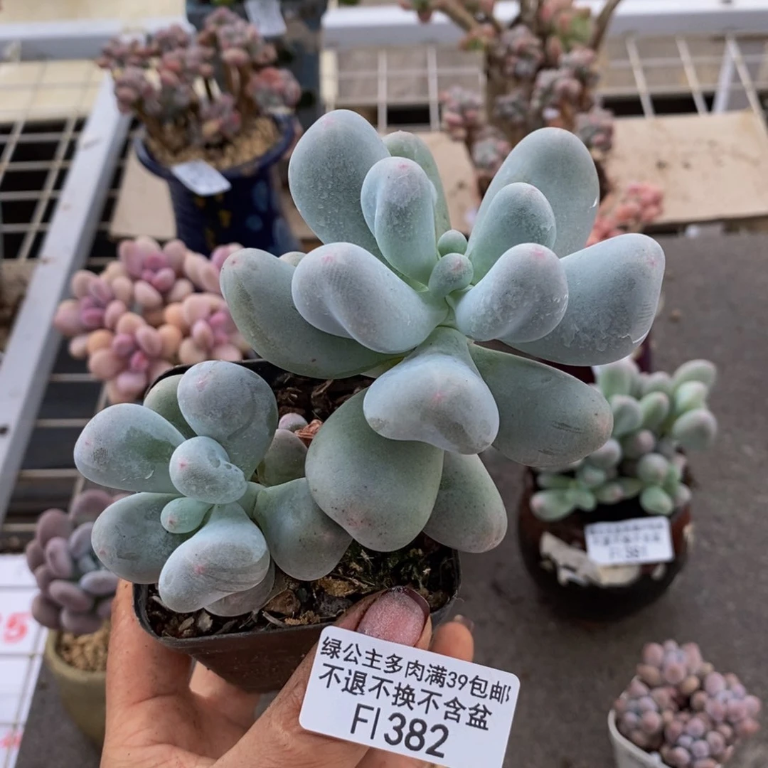 米可奶酪382/10c m