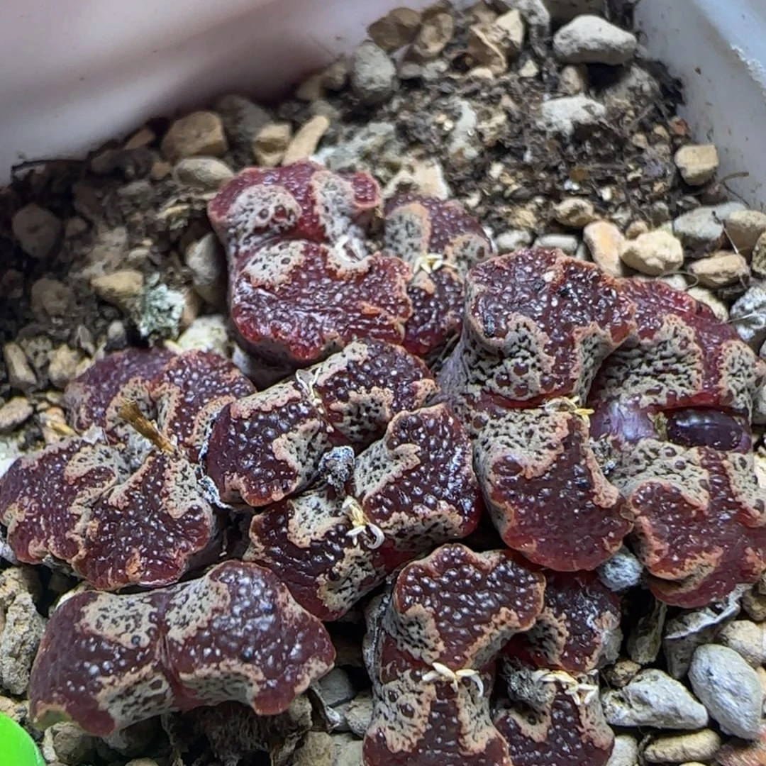 漂漂亮亮多肉植物56