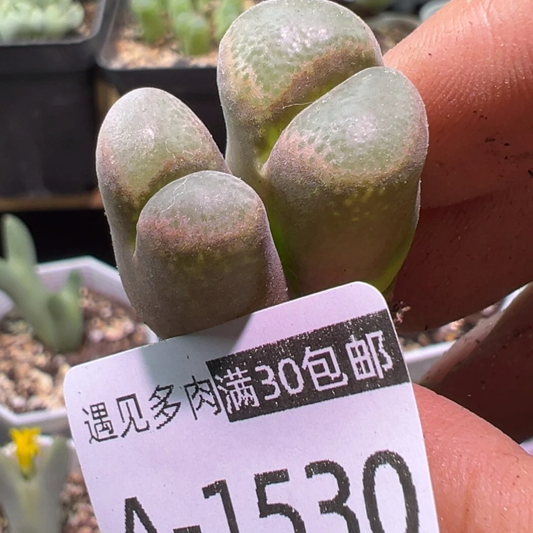 多肉植物11111111111
