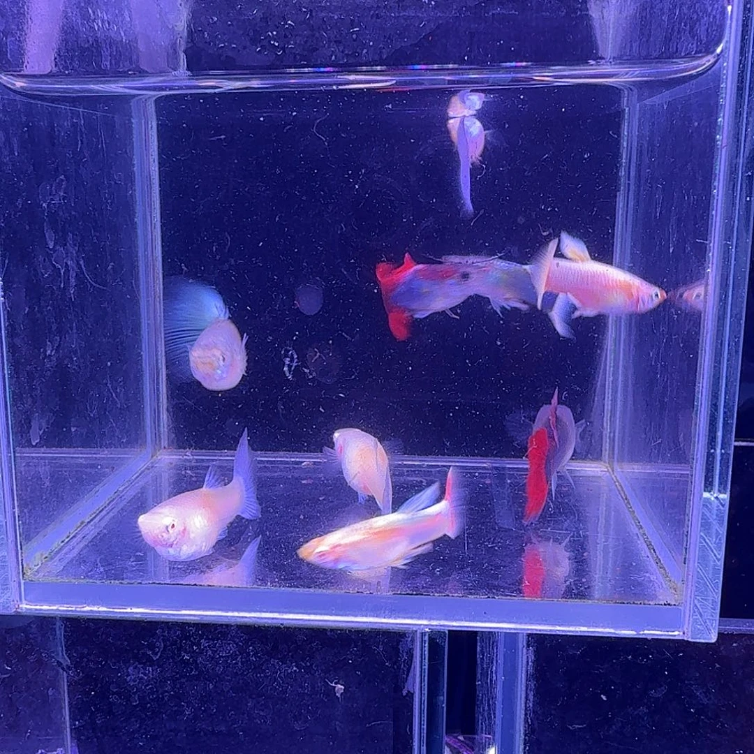 孔雀鱼全家福5对孔雀鱼