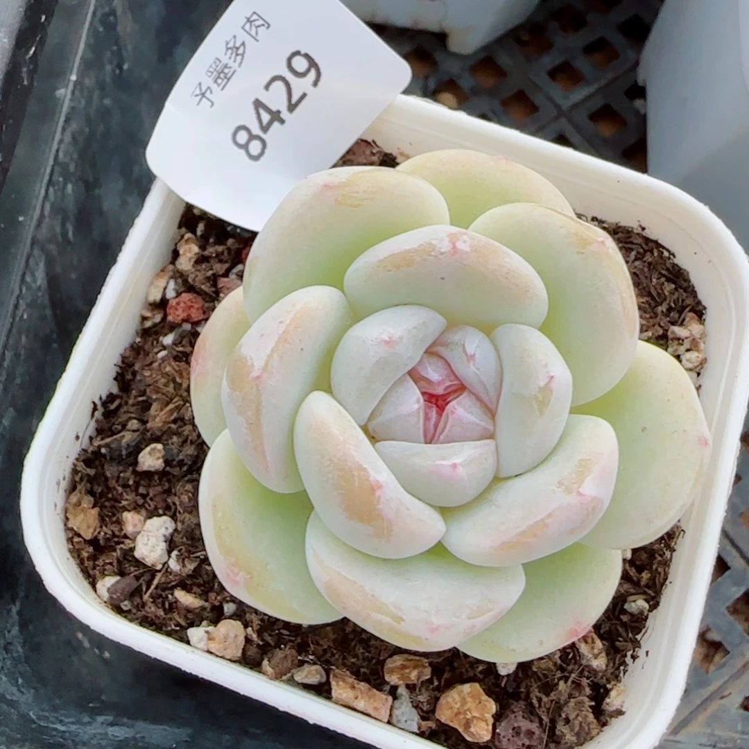 玻璃体糖心冰玉，8429多肉植物