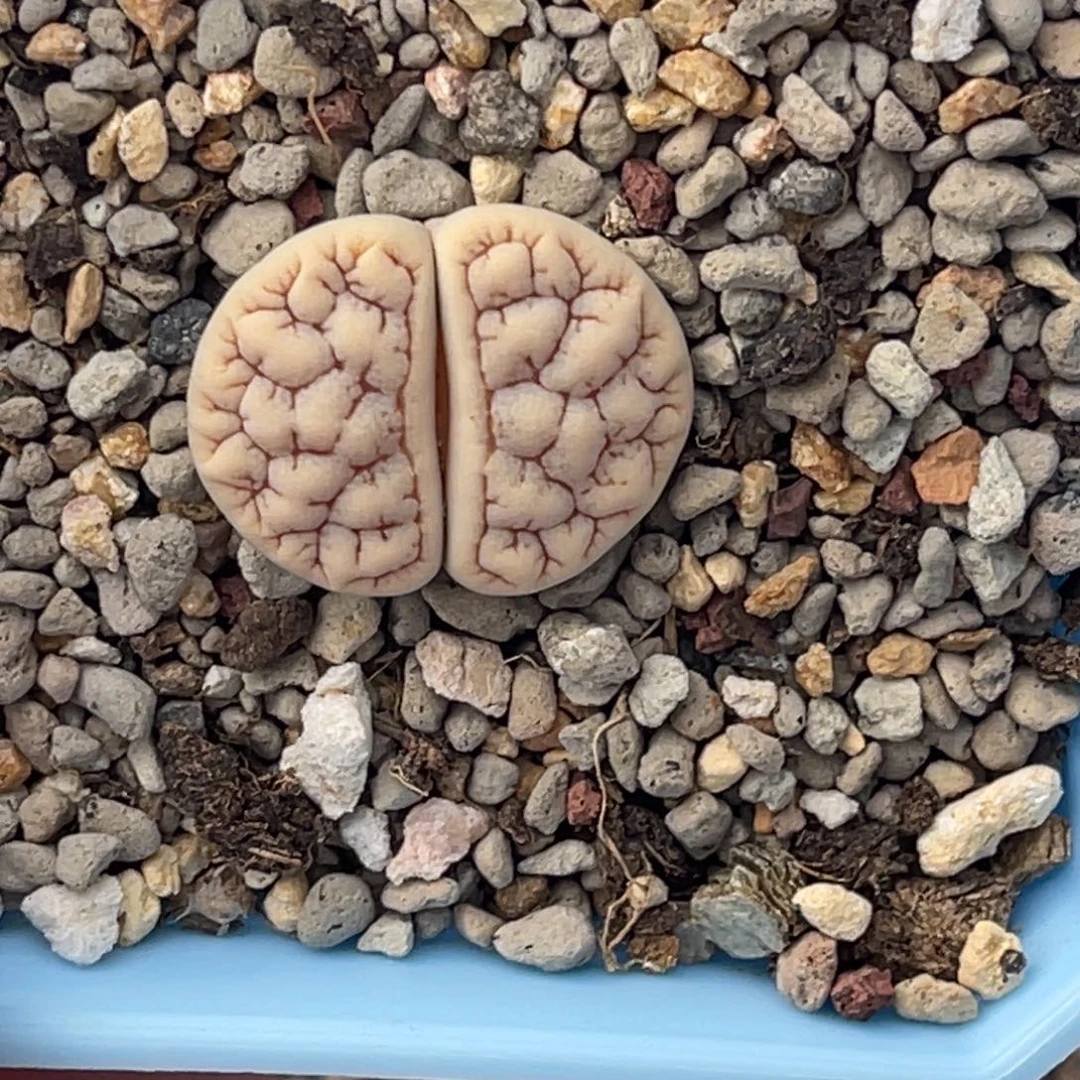 小***哥2764荒玉1专拍的人是