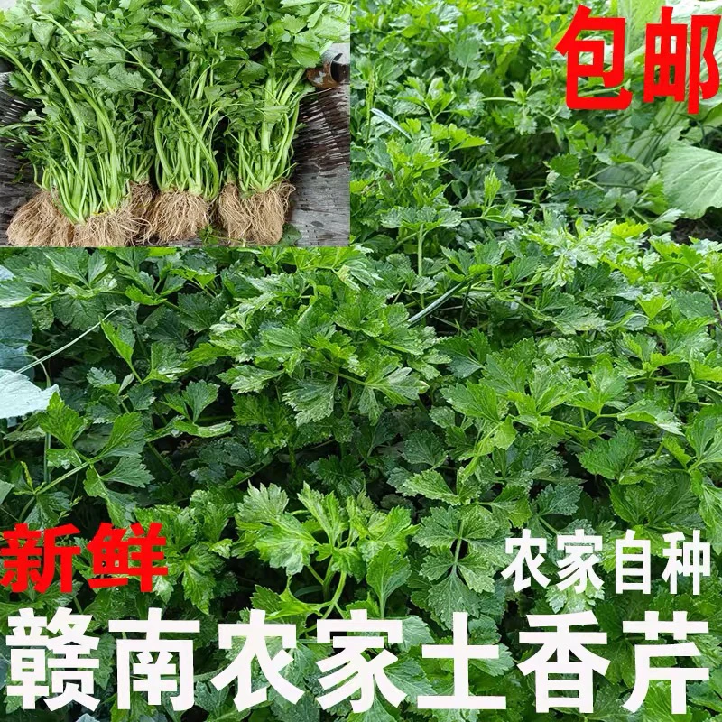 江西小香芹菜新鲜现挖小香芹菜农家自种小香芹菜当季蔬菜