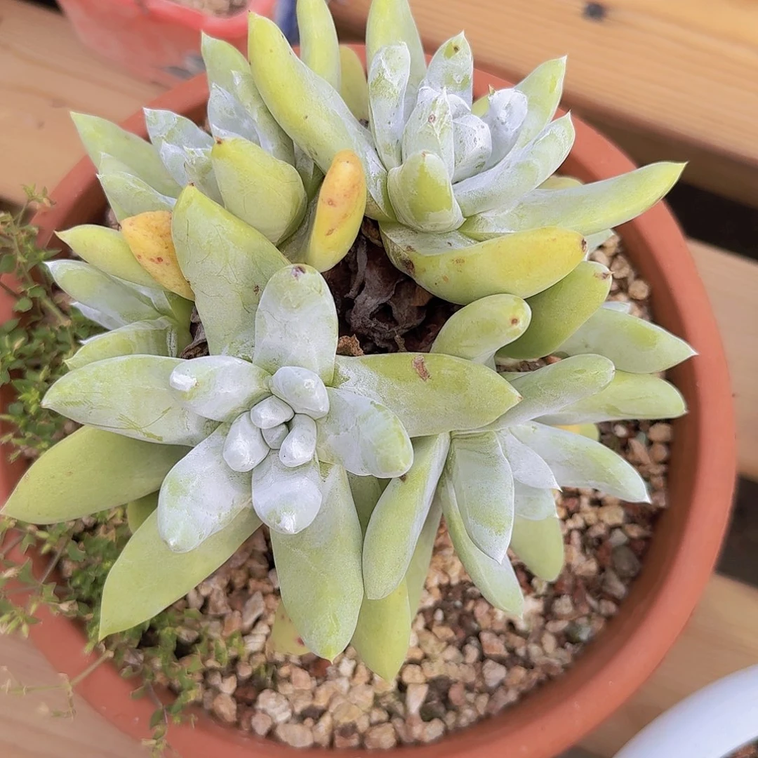 兰兰专拍多肉一物一拍