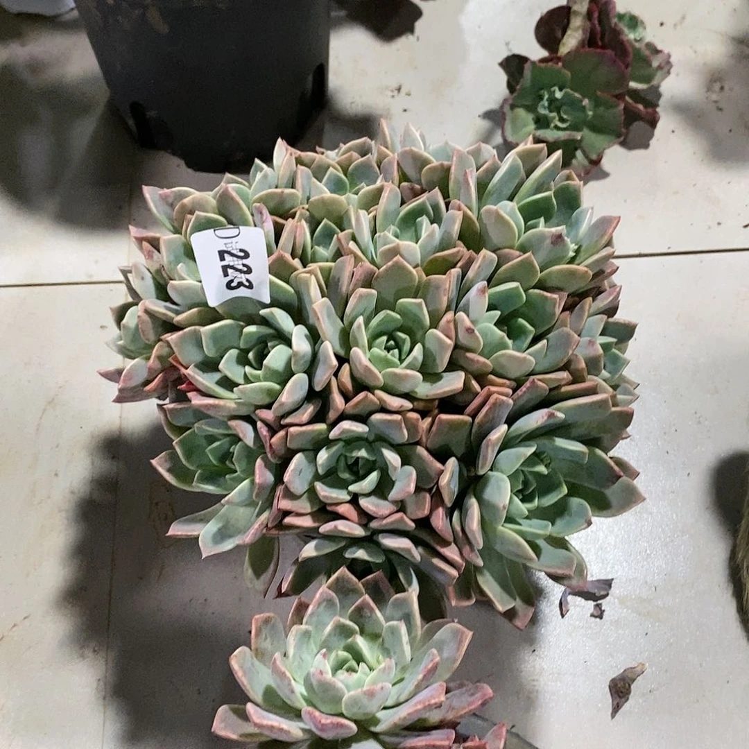 落**秋223红粉佳人多肉植物