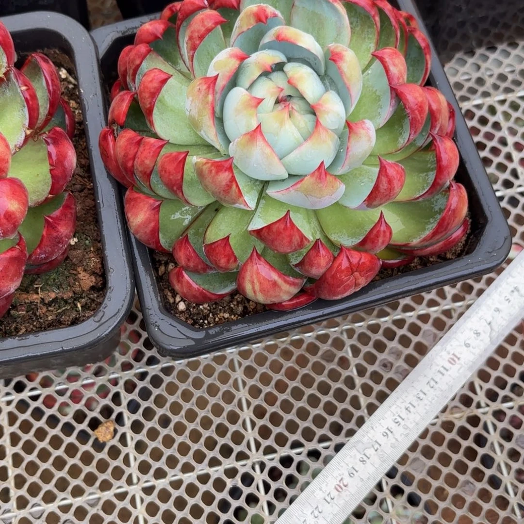云***晏哈哈宝贝宝贝宝贝哈哈哈哈哈哈就