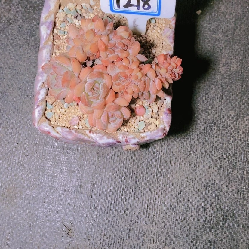 【闪购商品】巧****芙1218