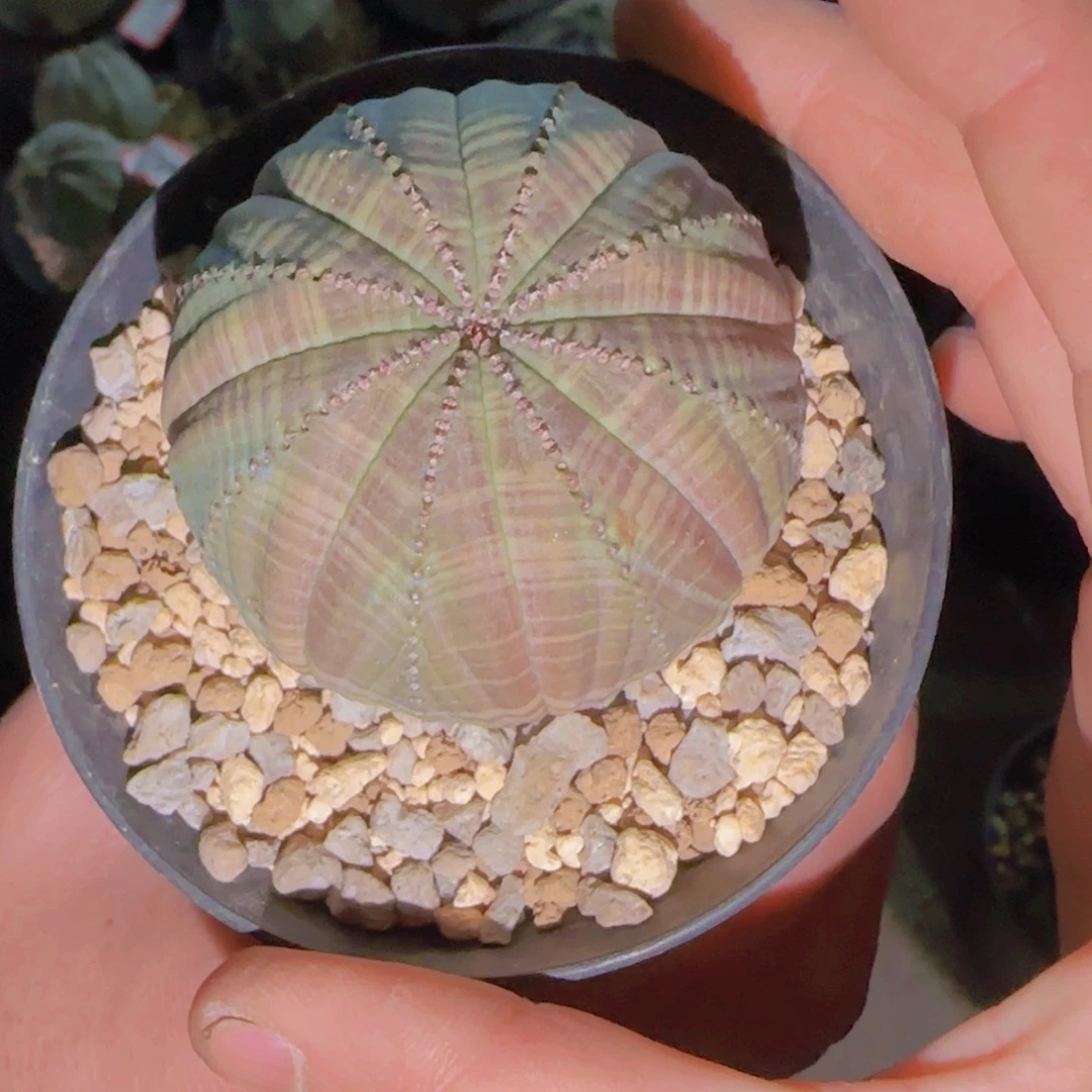 蒜****L块根植物块根植物