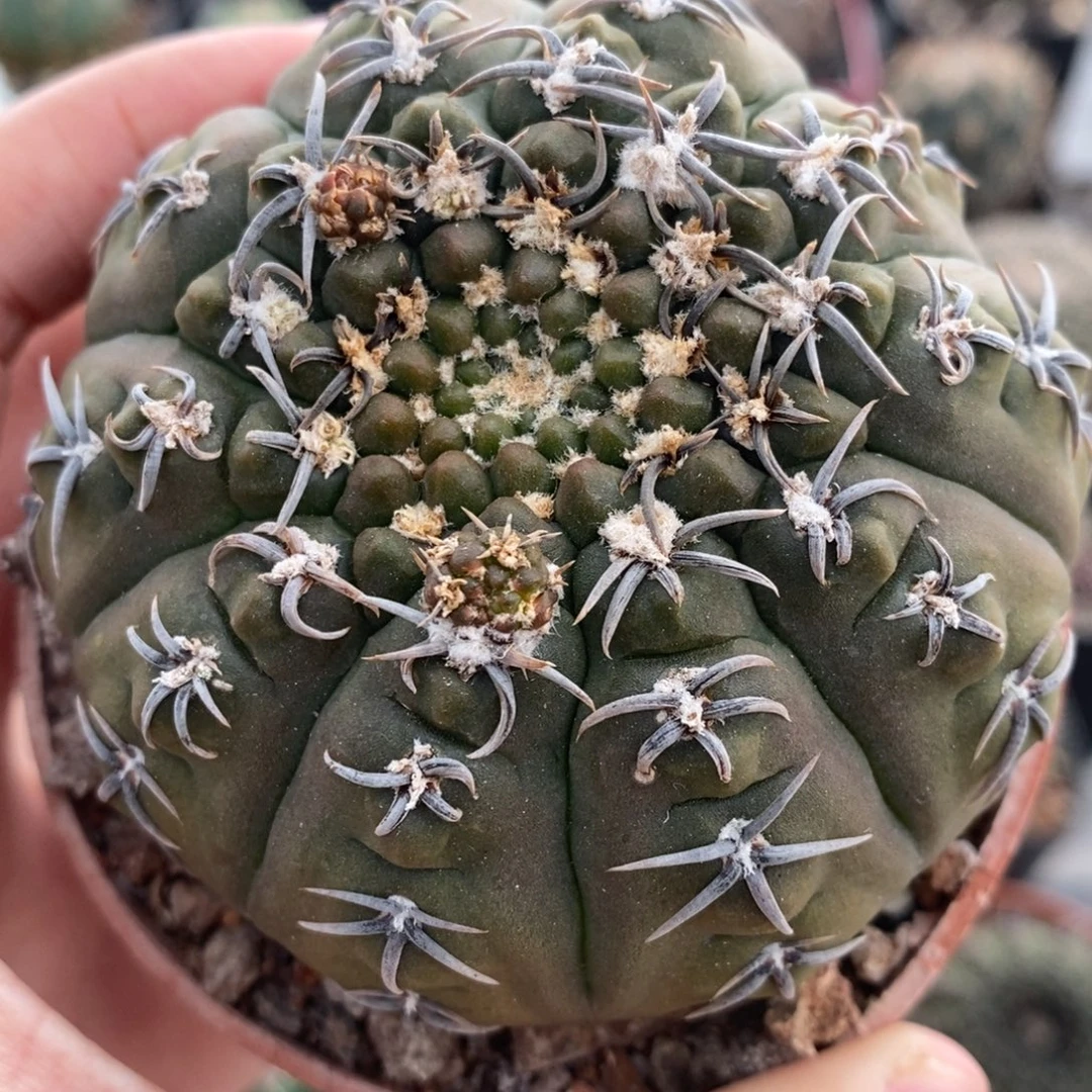 短刺针冠龙植播园艺