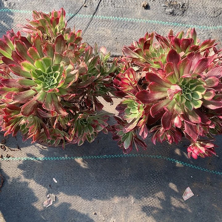 向**?169天和两颗多肉植物