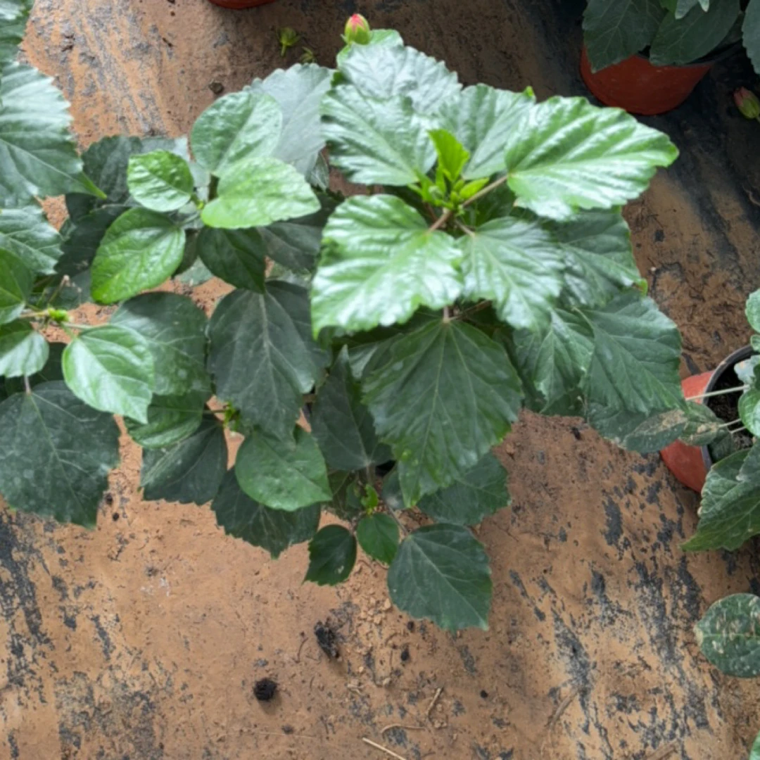 木槿花，丹麦木槿