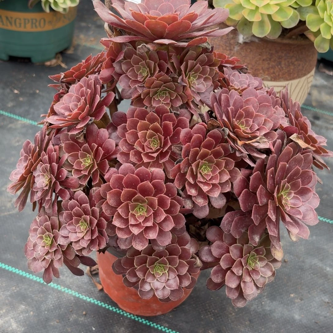 259黑铜鼓多肉植物