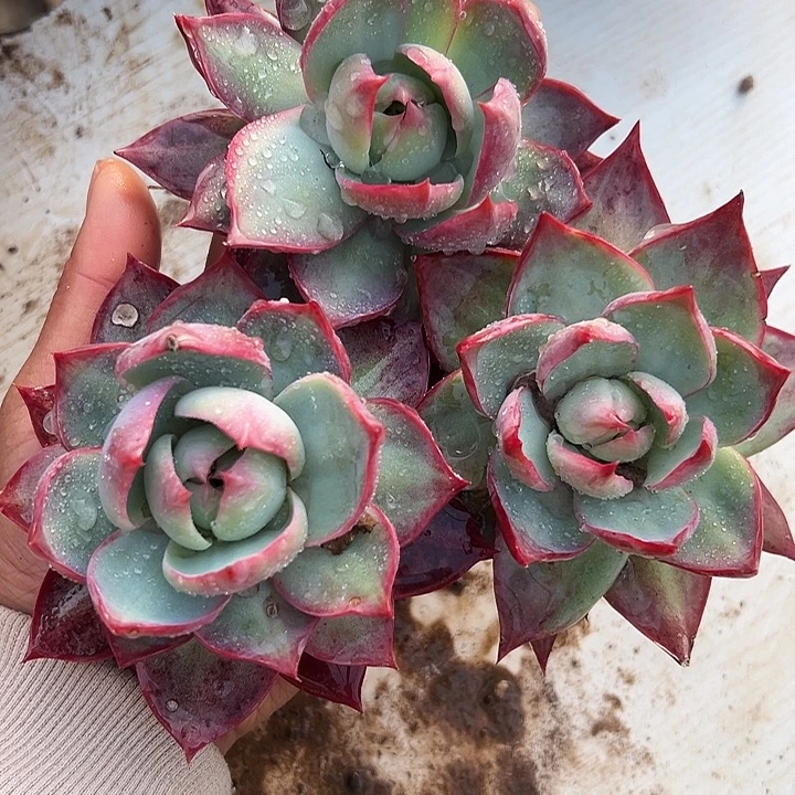 惊鸿惊鸿惊鸿。三颗。叶展8-10默认裸根发货